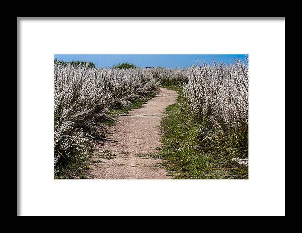 Nature Framed Print featuring the photograph Trail Thru The White Fluff by Debra Martz
