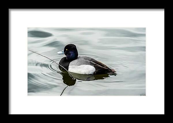 Lesser Scaup Framed Print featuring the photograph Tranquil Duck in pond by Dee Browning