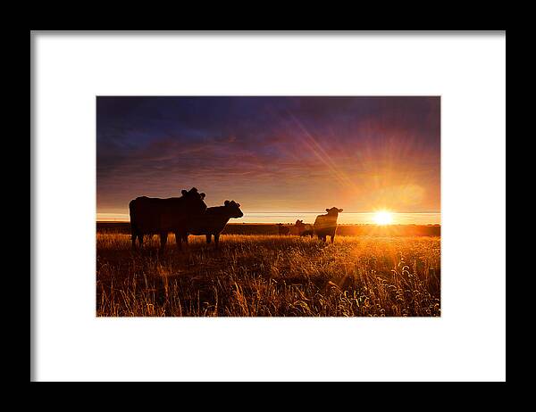 Cattle Framed Print featuring the photograph Tranquil by Thomas Zimmerman