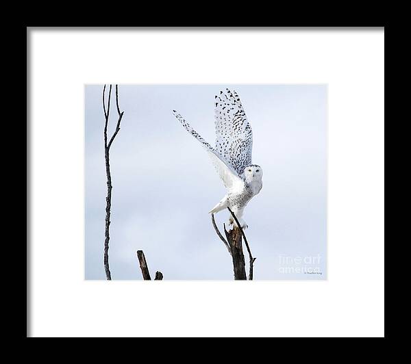 Flight Framed Print featuring the photograph Transcend by Heather King