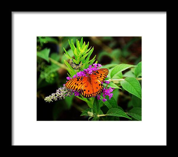  Framed Print featuring the photograph Transformation by Rodney Lee Williams