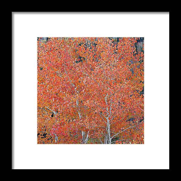Autumn Framed Print featuring the digital art Translucent Aspen Orange by Gary Baird