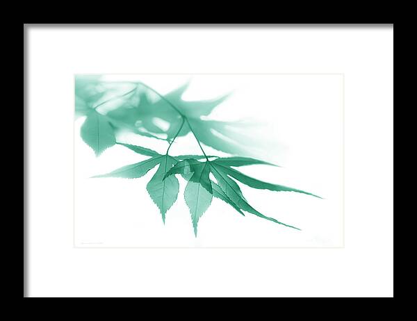 Leaf Framed Print featuring the photograph Translucent Teal Leaves by Jennie Marie Schell