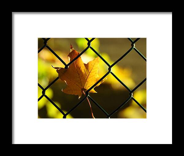 Autumn Framed Print featuring the photograph Trapped by Betty-Anne McDonald