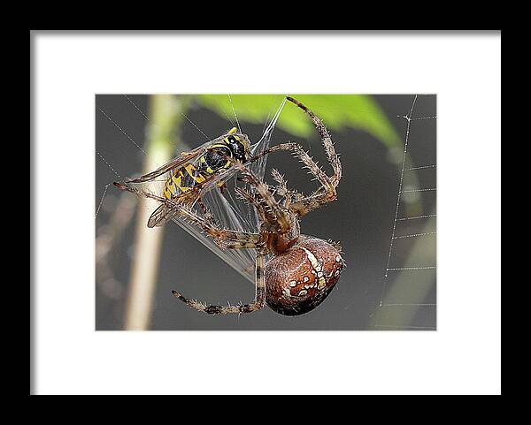 Spider up a bee in its web Framed Print by Eric - Fine Art America