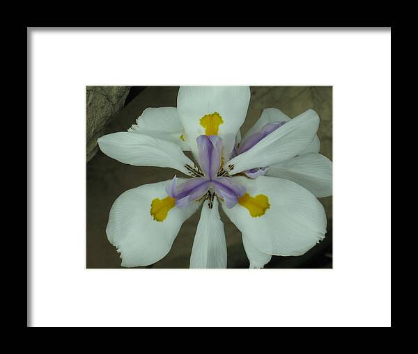  Framed Print featuring the photograph Tre-lilly on limestone by Ron Monsour