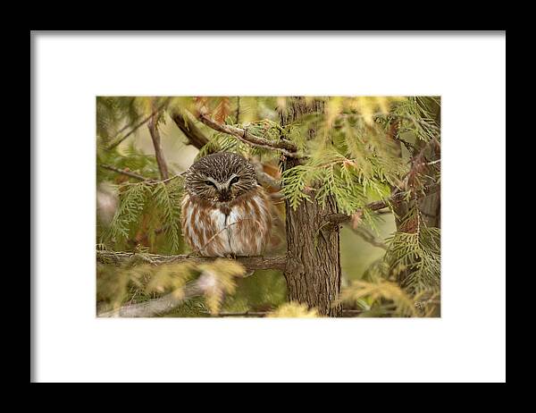 Owl Framed Print featuring the photograph Treasures of the Forest by Everet Regal