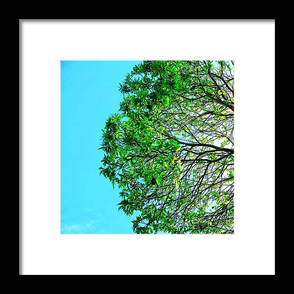  Framed Print featuring the photograph Tree #3 by Julie Gebhardt
