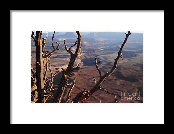 Desert Utah Tree Canyon Canyonlands Landscape Nature River Bokeh Photography West America American Trees Western Framed Print featuring the photograph Tree and Canyon by Stevyn Llewellyn