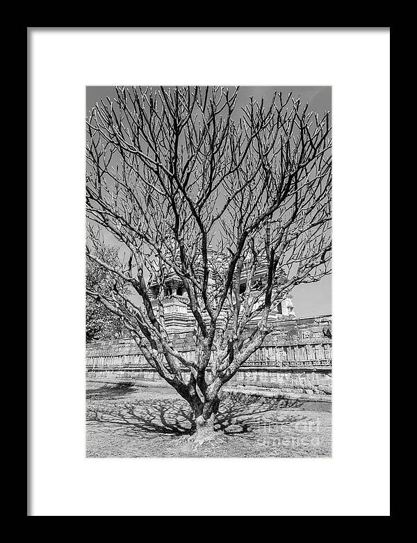 Tree Framed Print featuring the photograph Tree and Temple by Hitendra SINKAR
