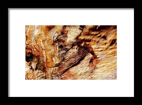 Australian Tree Bark Series Images By Lexa Harpell Framed Print featuring the photograph Tree Bark Series - Patterns #2 by Lexa Harpell