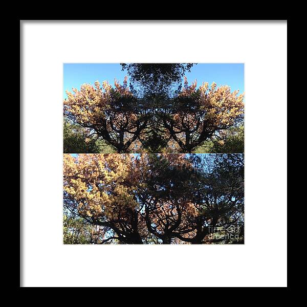 Tree Framed Print featuring the photograph Tree Chandelier by Nora Boghossian