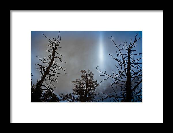 Trees Framed Print featuring the photograph Tree Flash by Scott Sawyer