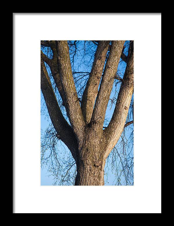 Tree Framed Print featuring the photograph Tree Fork by Donald Erickson