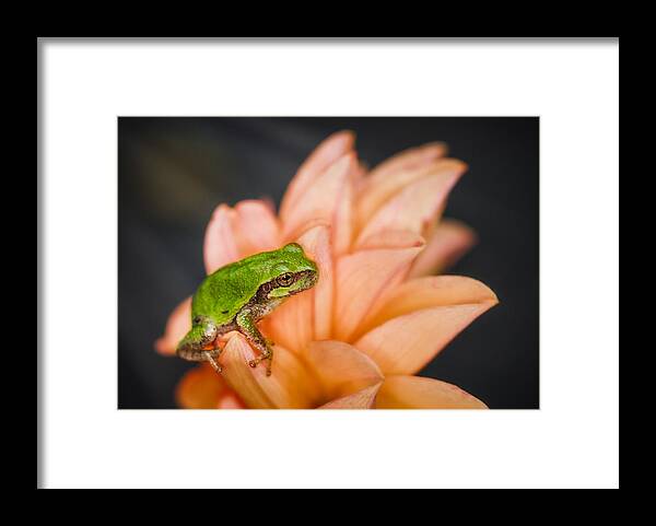 Animals Framed Print featuring the photograph Tree Frog in the Blossoms by Rikk Flohr