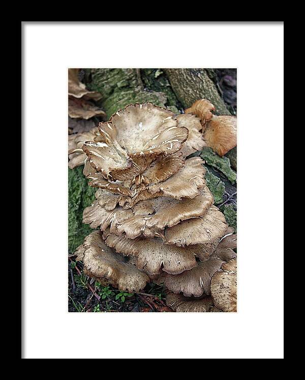 Tree Fungi Framed Print featuring the photograph Tree Fungi by Jeff Townsend