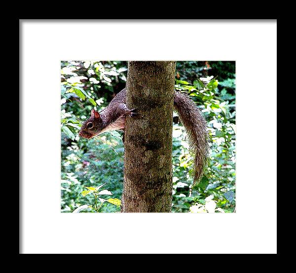Photography Framed Print featuring the photograph Tree Hugger by Mindy Newman