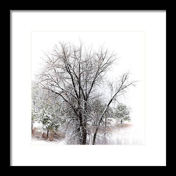 City Framed Print featuring the photograph Tree in a Snowstorm by Richard Smith