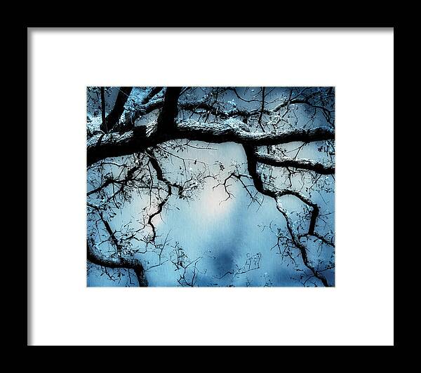 Tree Framed Print featuring the photograph Tree In Blue - nature art by Ann Powell