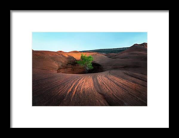 Utah Framed Print featuring the photograph Tree in Desert Pothole by James Udall