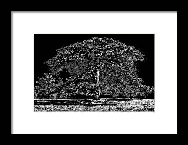 Tree Framed Print featuring the photograph Tree in England by Walt Foegelle