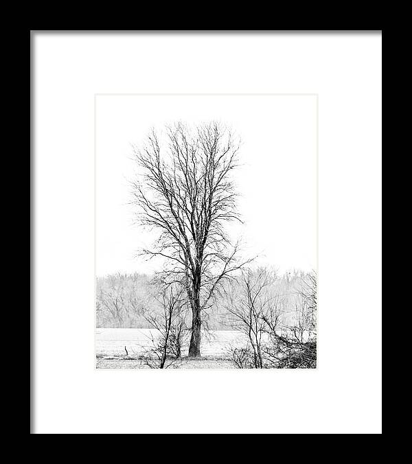 Jay Stockhaus Framed Print featuring the photograph Tree in the Fog by Jay Stockhaus