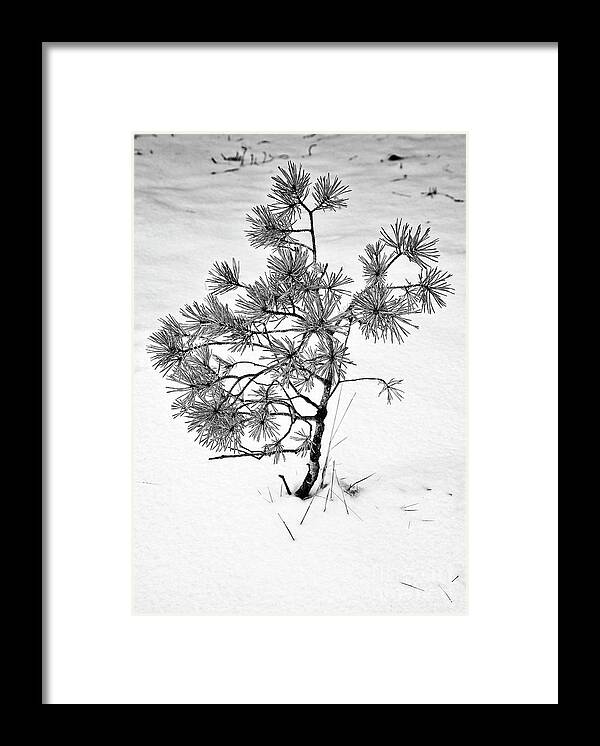 Tree Framed Print featuring the photograph Tree in Winter by Martyn Arnold