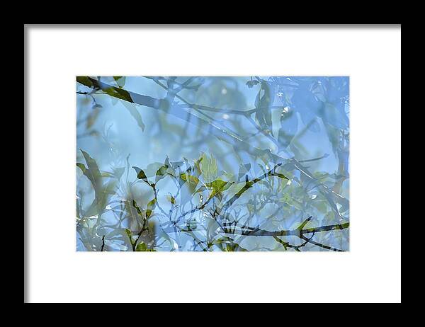 Linda Brody Framed Print featuring the photograph Tree Leaves Multiple Exposure Abstract I by Linda Brody