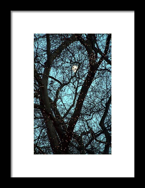 Jez C Self Framed Print featuring the photograph Tree Light by Jez C Self