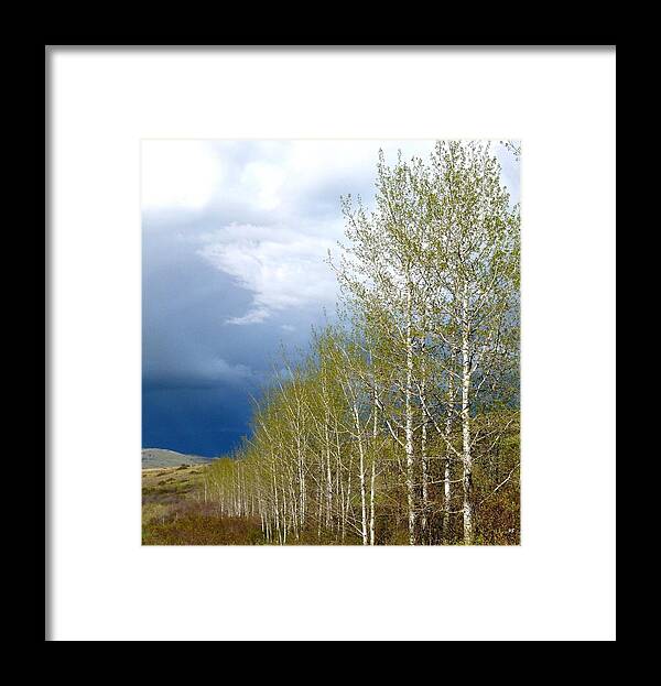 Tree Line Framed Print featuring the photograph Tree Line by Will Borden