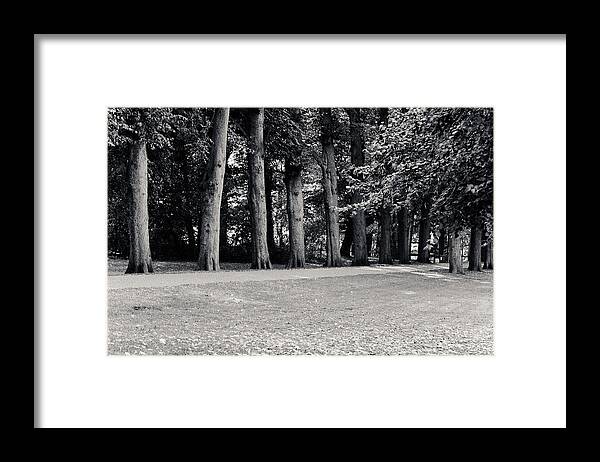 Park Framed Print featuring the photograph Tree Lined Path by Edward Myers