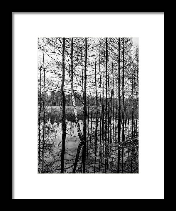 Abstract Framed Print featuring the photograph Tree Lines by Dmytro Korol