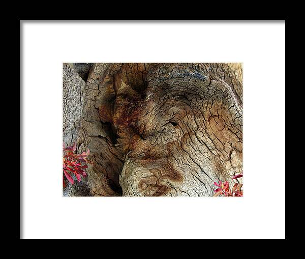 Trees Framed Print featuring the photograph Tree Memories # 34 by Ed Hall