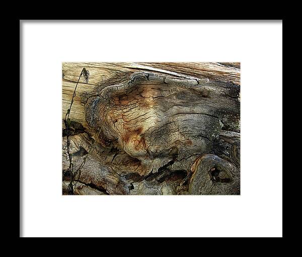Trees Framed Print featuring the photograph Tree Memories # 36 by Ed Hall