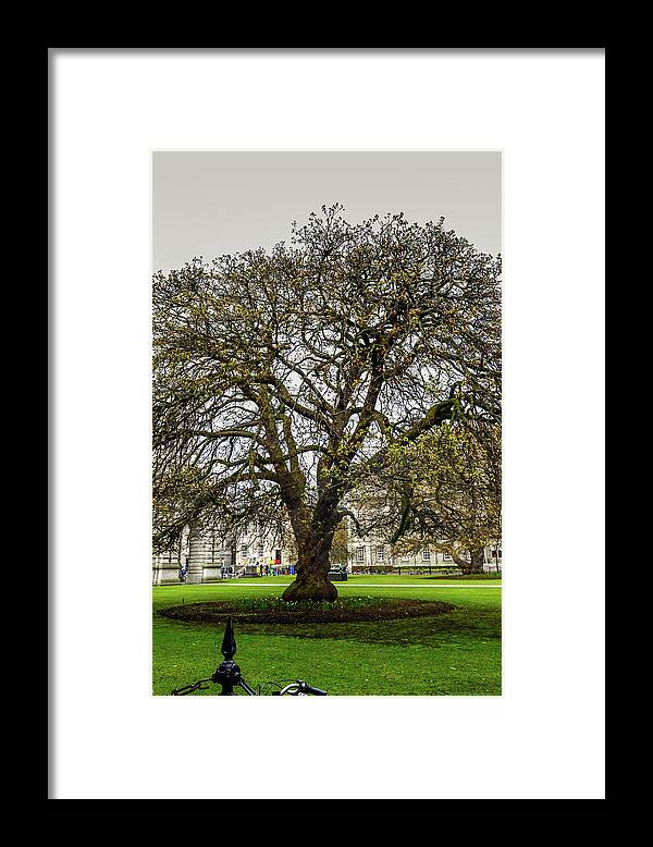 Tree Framed Print featuring the photograph Tree of Knowledge by Synda Whipple