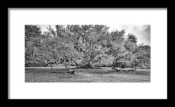 New Orleans Framed Print featuring the photograph Tree of Life 2 - Paint bw by Steve Harrington