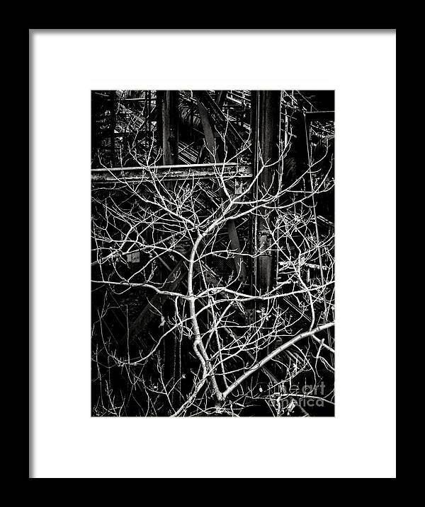 Resilient Framed Print featuring the photograph Tree of Non Life by Olivier Le Queinec