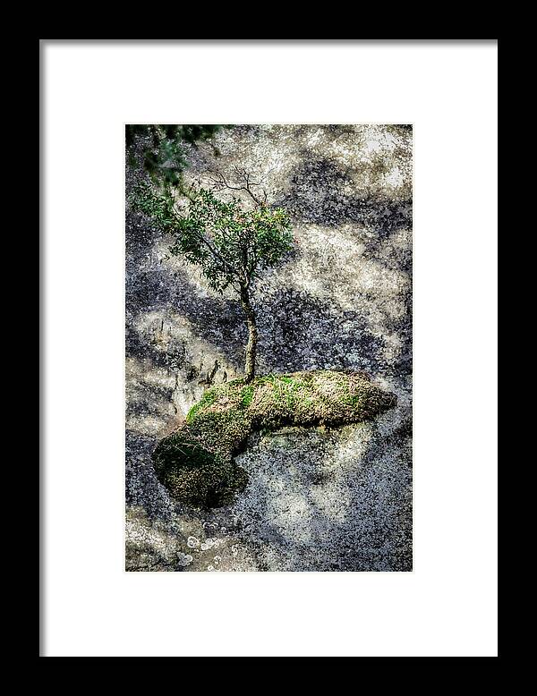 California Framed Print featuring the photograph Tree on Moss on Rock at Yosemite by Adam Rainoff