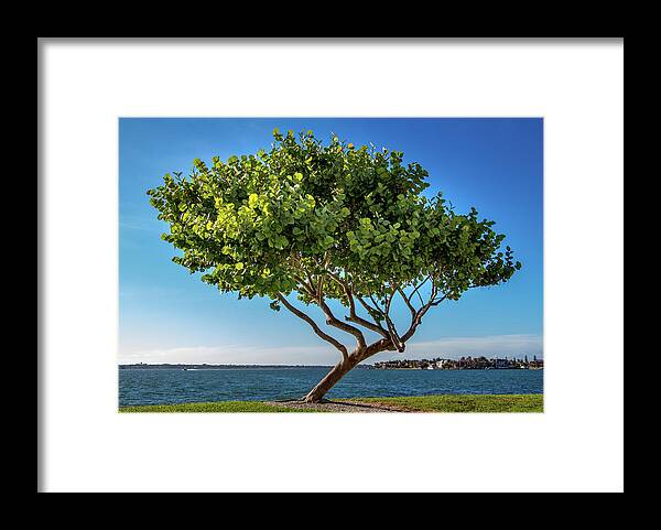 Bird Key Park Framed Print featuring the photograph Tree on the Bay by Richard Goldman