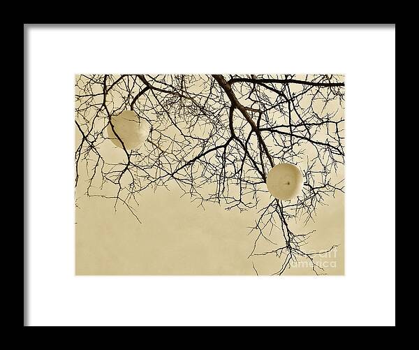 Design Framed Print featuring the photograph Tree Orbs by Reb Frost