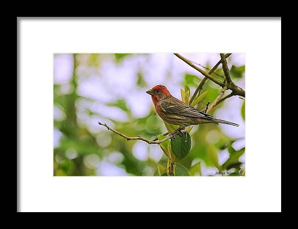 Finch Framed Print featuring the photograph Tree Ornament by Steve Warnstaff