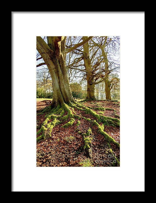 Tyntsfield Framed Print featuring the photograph Tree roots and moss by Colin Rayner