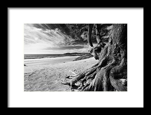 Carmel Beach Tree Roots Sandy Monterey Peninsula California Coastline Pacific Ocean Usa Black And Wh Framed Print featuring the photograph Tree Roots Carmel Beach by George Oze