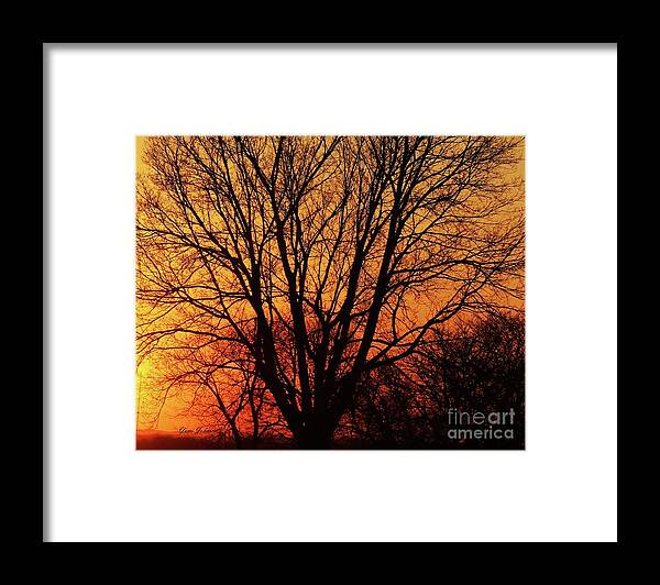 Sun Framed Print featuring the photograph Tree silhouette by Yumi Johnson