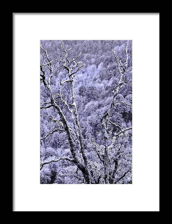Tree Framed Print featuring the photograph Tree Sprite by Kim Bemis