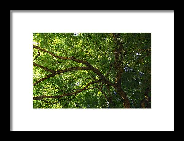 Gigantic Tree Framed Print featuring the photograph Tree Story 3 by Bonnie Bruno