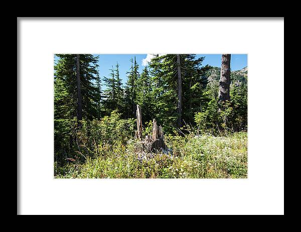 Tree Framed Print featuring the photograph Tree Stump Near Picture Lake by Tom Cochran