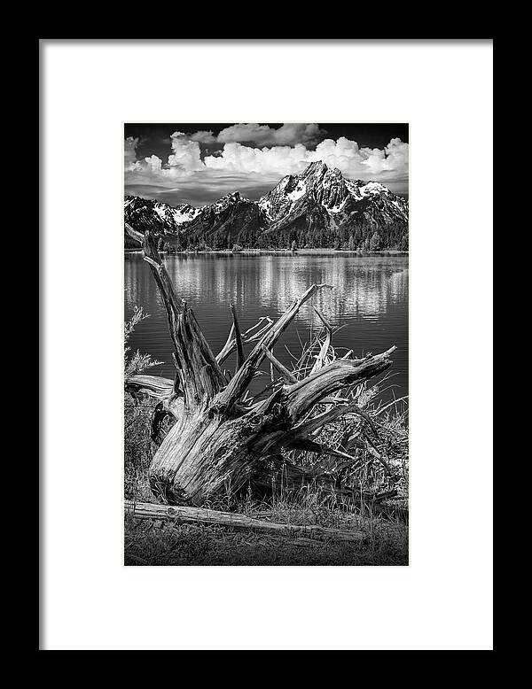 Art Framed Print featuring the photograph Tree Stump on the Northern Shore of Jackson Lake in Black and White by Randall Nyhof