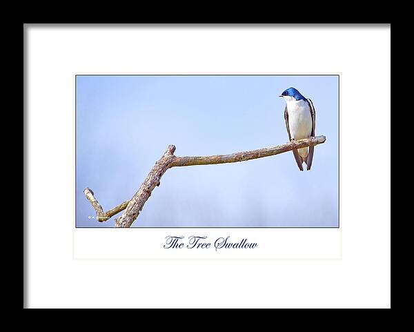 Tachycineta Bicolor Framed Print featuring the photograph Tree Swallow on Branch by A Macarthur Gurmankin