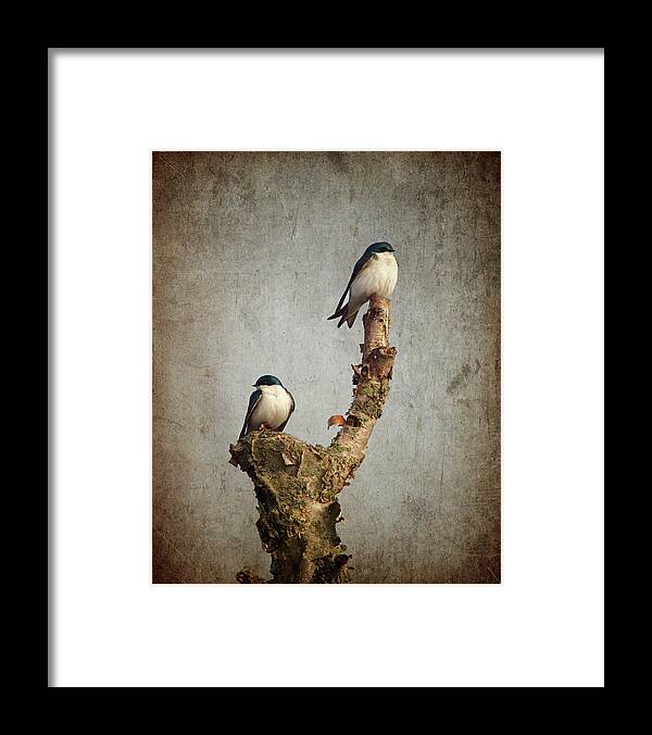 Birds Framed Print featuring the photograph Tree Swallows by Al Mueller